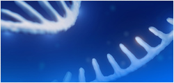 Структурная формула ATP1A3 Antibody, mAb, Rabbit