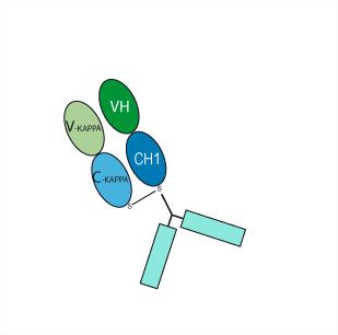 Структурная формула Цертолизумаб пегол (цертолизумаб, CAS 428863-50-7 pH value: Corresponds to reference standard: PASS Non-reduced CE-SDS: >95% SEC-HPLC: >95% Isoelectric Point: Corresponds to reference standard Osmolality: Corresponds to reference standard: PASS Peptide mapping: Corresponds to reference standard: PASS N-terminal sequence: Corresponds to reference standard: PASS