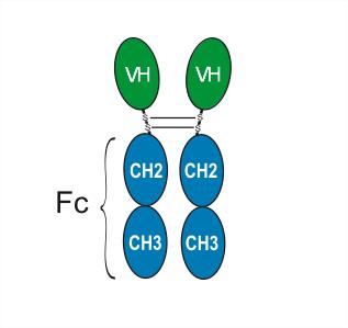 Структурная формула Энвафолимаб (ASC 22; KN 035, CAS 2102192-68-5 pH value: Corresponds to reference standard: PASS Non-reduced CE-SDS: >95% SEC-HPLC: >95% Isoelectric Point: Corresponds to reference standard Osmolality: Corresponds to reference standard: PASS Peptide mapping: Corresponds to reference standard: PASS N-terminal sequence: Corresponds to reference standard: PASS