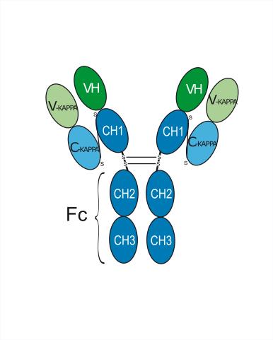 Структурная формула Изениветмаб (ZTS-00075623, CAS 2447755-72-6 pH value: Corresponds to reference standard: PASS Non-reduced CE-SDS: >95% SEC-HPLC: >95% Isoelectric Point: Corresponds to reference standard Osmolality: Corresponds to reference standard: PASS Peptide mapping: Corresponds to reference standard: PASS N-terminal sequence: Corresponds to reference standard: PASS