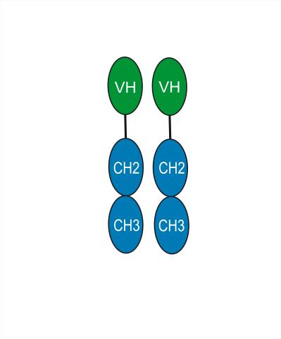 Структурная формула Летолизумаб (BMS-986004, CAS 1450981-87-9 pH value: Corresponds to reference standard: PASS Non-reduced CE-SDS: >95% SEC-HPLC: >95% Isoelectric Point: Corresponds to reference standard Osmolality: Corresponds to reference standard: PASS Peptide mapping: Corresponds to reference standard: PASS N-terminal sequence: Corresponds to reference standard: PASS