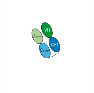 Структурная формула Тадоцизумаб (C4G1; YM-337, CAS 339086-80-5 pH value: Corresponds to reference standard: PASS Non-reduced CE-SDS: >95% SEC-HPLC: >95% Isoelectric Point: Corresponds to reference standard Osmolality: Corresponds to reference standard: PASS Peptide mapping: Corresponds to reference standard: PASS N-terminal sequence: Corresponds to reference standard: PASS
