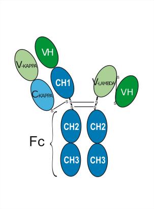 Структурная формула Тидутамаб (XmAb-18087, CAS 2148354-90-7 pH value: Corresponds to reference standard: PASS Non-reduced CE-SDS: >95% SEC-HPLC: >95% Isoelectric Point: Corresponds to reference standard Osmolality: Corresponds to reference standard: PASS Peptide mapping: Corresponds to reference standard: PASS N-terminal sequence: Corresponds to reference standard: PASS