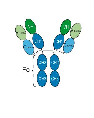 Структурная формула Toralizumab Biosimilar（анти-TNFSF5 / CD40L / CD154 Reference антитело）, CAS 252662-47-8 pH value: Corresponds to reference standard: PASS Non-reduced CE-SDS: >95% SEC-HPLC: >95% Isoelectric Point: Corresponds to reference standard Osmolality: Corresponds to reference standard: PASS Peptide mapping: Corresponds to reference standard: PASS N-terminal sequence: Corresponds to reference standard: PASS