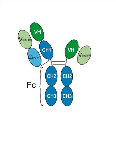 Структурная формула Занидатамаб (ZW25, CAS 2169946-15-8 pH value: Corresponds to reference standard: PASS Non-reduced CE-SDS: >95% SEC-HPLC: >95% Isoelectric Point: Corresponds to reference standard Osmolality: Corresponds to reference standard: PASS Peptide mapping: Corresponds to reference standard: PASS N-terminal sequence: Corresponds to reference standard: PASS